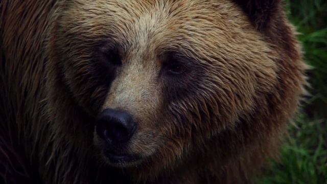 животные мира. милые животные. забавные животные. животные. animal video. животные 2024 смотреть онлайн