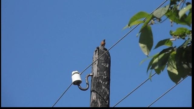 Был месяц май.... смотреть онлайн