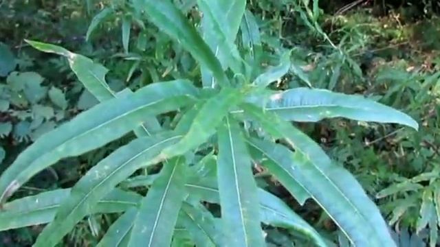 Сбор Кипрея в конце августа \ Collection of fireweed in late August смотреть онлайн