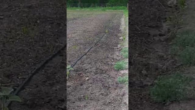 ПАВЛОНИЯ. 20см за 12 дней! смотреть онлайн