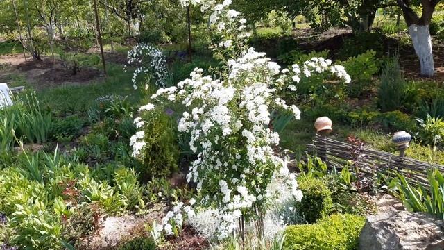 БЕЛАЯ СПИРЕЯ ВАНГУТТА СРЕДНЯЯ 2021 ГОД смотреть онлайн