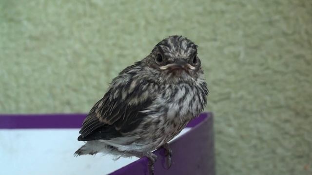 Птенец Серой мухоловки смотреть онлайн