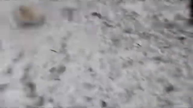 Ребята первое видиео !!!! Прогулка с собаками ) смотреть онлайн