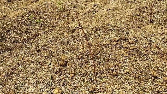 ✓1022. Малина Богатырь.