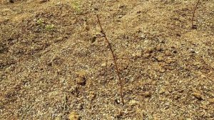 ✓1022. Малина Богатырь.