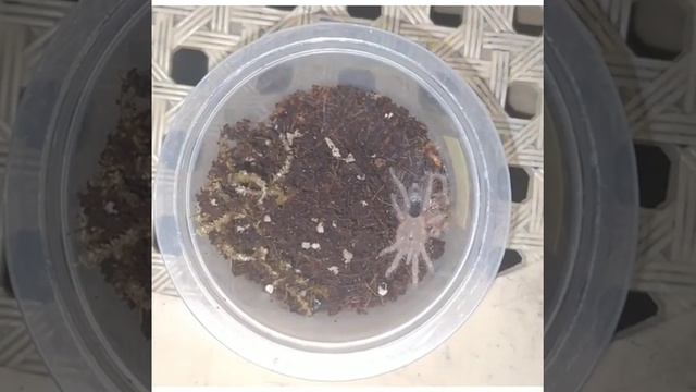 SPRINGTAILS смотреть онлайн