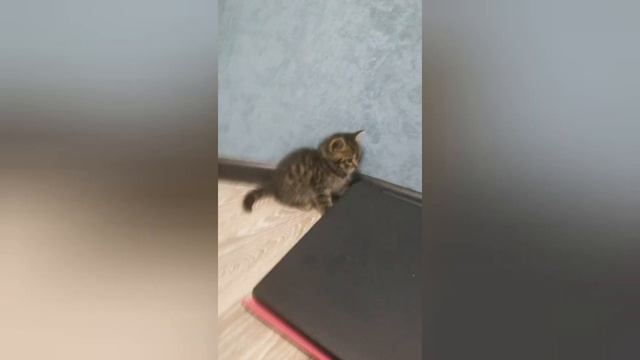 Мои любимые котята и кошка.