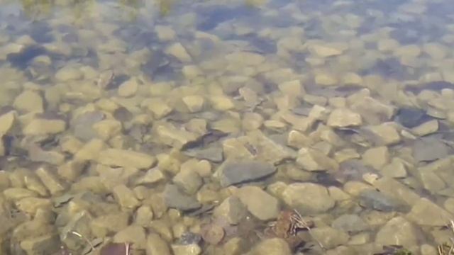 лягушки и озеро