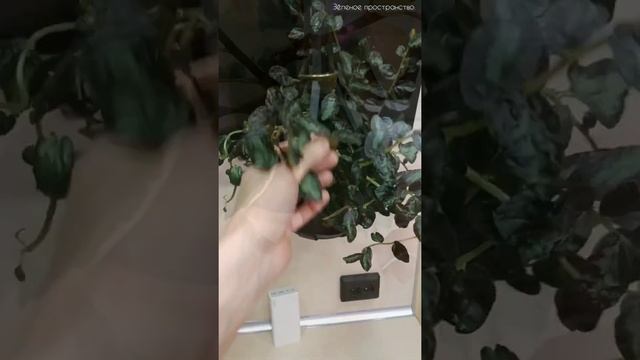 Самые неприхотливые комнатные растения. Два оригинальных подвеса для лиан. смотреть онлайн