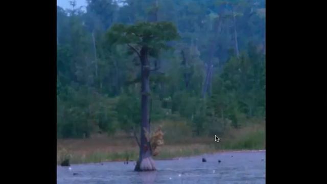 flat-top bald cypress as a style of bonsai смотреть онлайн