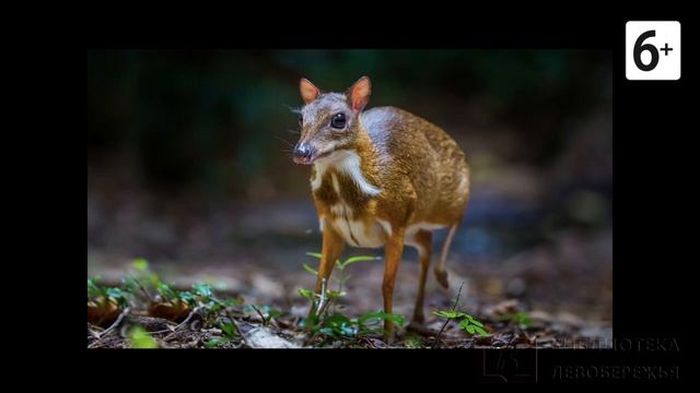 Удивительные соседи. Мышиный олень смотреть онлайн