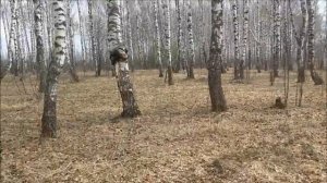 Березовый сувель, поиски