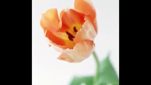 Эдди Келверт -  О, мой папа / Oh, My Papa (Тюльпаны из Амстердама)