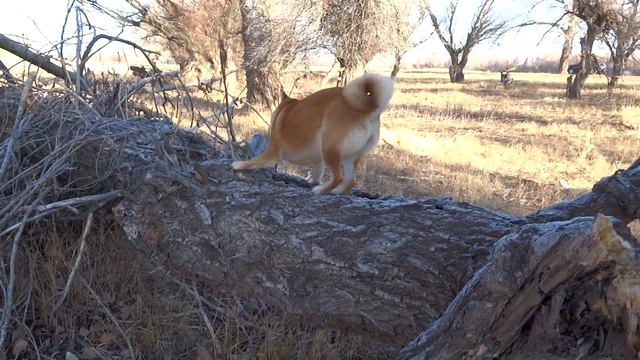 Гелькин выпендреж смотреть онлайн