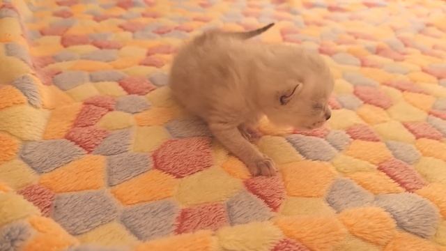 10 дней после рождения / Котенок учится ходить громко мяукает и разговаривает с мамой кошкой смотреть онлайн