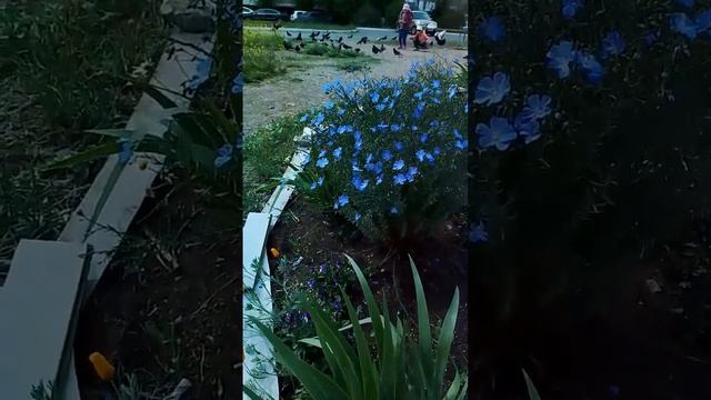 красивые цветы и голуби смотреть онлайн