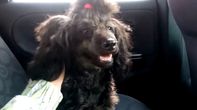 Собаки любят ласку и массаж смотреть онлайн