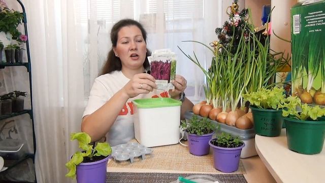 Свежая зелень дома зимой каждый день! Как я выращиваю на подоконнике салат, лук и микрозелень смотреть онлайн