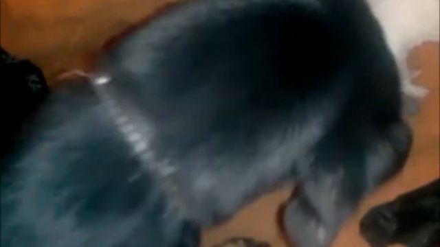 смешно КОТОПЁС!!Собака нянька у котят!часть 1 смотреть онлайн