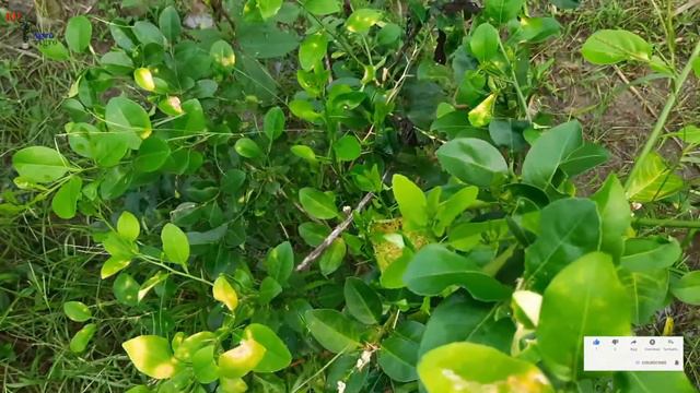 লেবু গাছের রোগ ও তার সমাধান смотреть онлайн