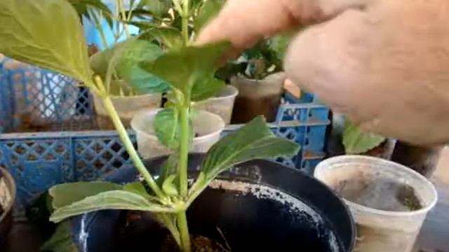 пересадка гортензии широколистной осенью смотреть онлайн