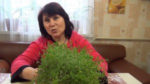 Комнатный цветок « Солейролия».