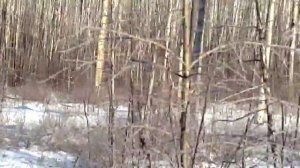 Охота на изюбря зимой