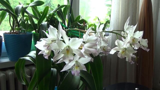 Iwanagara Apple Blossom Pink - 22 blooms | How to care and rebloom it смотреть онлайн
