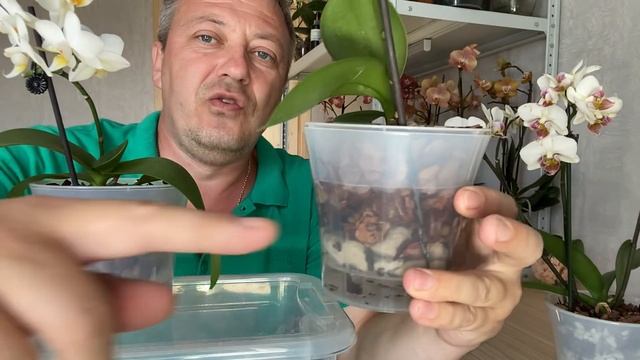 ОРХИДЕИ в КОРИЦЕ корни орхидей после пересадки и обработки Фитолавин с Рибав и полив орхидеи 28052 смотреть онлайн