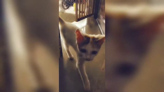 Lovely voice of my munchkin KiTTy❤️❤️ смотреть онлайн