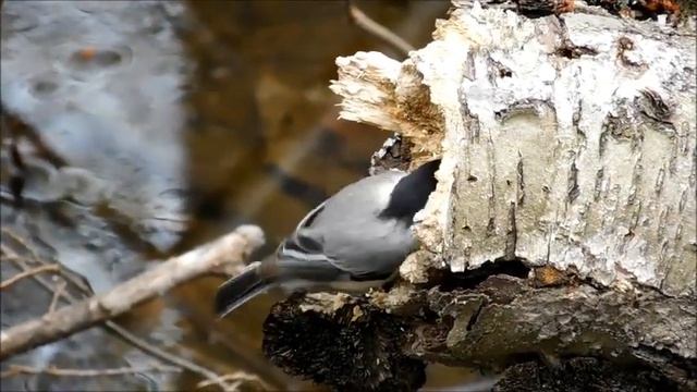 Nikon Coolpix S7000 - Video Test 78 смотреть онлайн