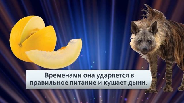 Бурая гиена Самый малоизвестный вид гиен Падальщик с суровым характером смотреть онлайн