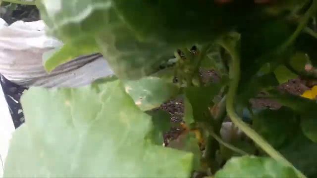 Новый сорт огурцов «Колибри»,СУПЕРПУЧКОВЫЙ Урожай в любую погоду! смотреть онлайн