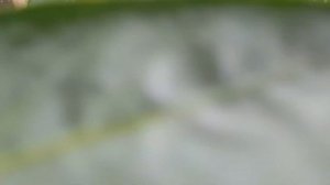 Перец Сибирский князь 21.08.22