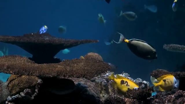 ЖИВОТНЫЕ, ПРЕДСКАЗЫВАЮЩИЕ ПОГОДУ смотреть онлайн