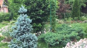 ПРОГУЛКА ПО САДУ. РОЗЫ, КЛЕМАТИСЫ, хвойные, зацветают ГОРТЕНЗИИ.
