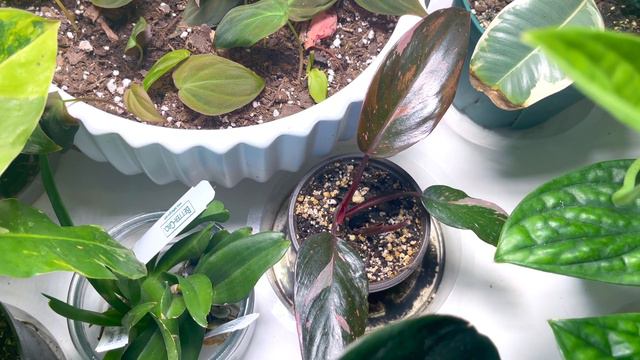 Aroid Market Houseplants Updates After 1 Week from being Unboxed | PPP, Anthurium, & Philodendrons. смотреть онлайн