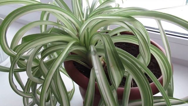 Несколько таблеток активированного угля, и хлорофитум будет еще лучше очищать воздух в комнате смотреть онлайн