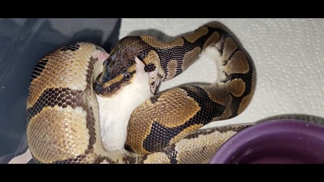 Rescue Python Finally Eats? ? - Warning Live Feeding смотреть онлайн