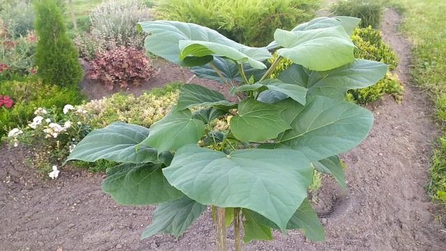 КАТАЛЬПА - экзотическое дерево #катальпа #экзотическиерастения #дача смотреть онлайн