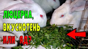 Люцерна, польза или вред для кроликов