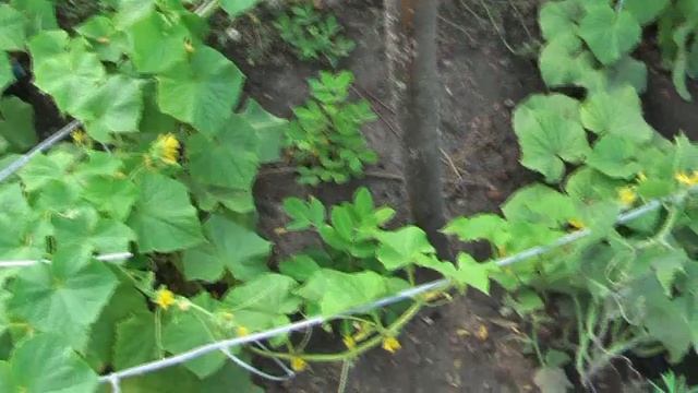 Исчез арахис с огорода ☹ безрассадные томаты ♡ из одной семечки три буряка ♡ сбор баклажанов