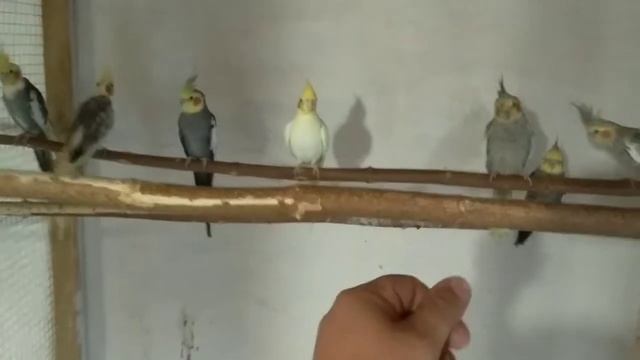 Французская линька. Что делать при французской линьке у попугаев.