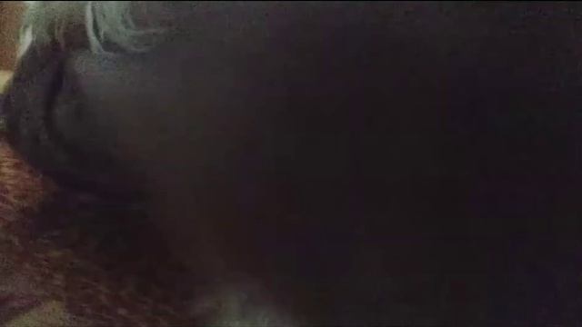 мальтийская болонка будет хозяина и так каждый день смотреть онлайн