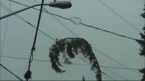 ?Ветка на проводах и замыкание⚡️