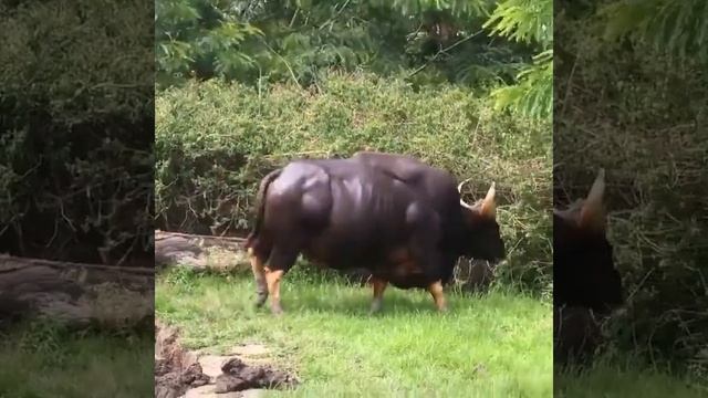 Буйвол или гора мышц. Такому лучше не попадаться на пути. смотреть онлайн