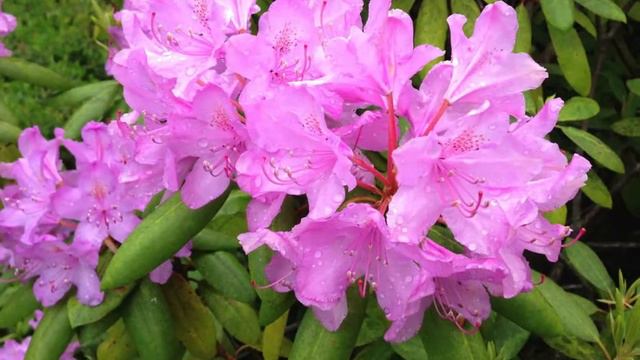 Great Wass Island, A Little Piece Of Heaven, The Gardens of Dr Chuck Richards смотреть онлайн
