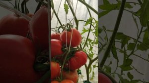 Минусинская Грушанка