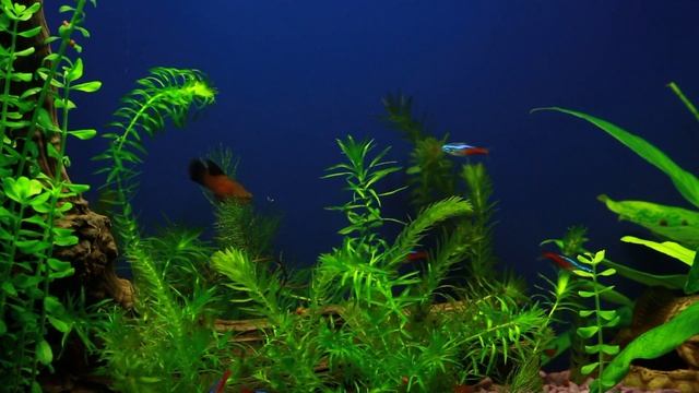 Мой аквариум 40 литров смотреть онлайн