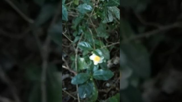 Как цветет чай смотреть онлайн